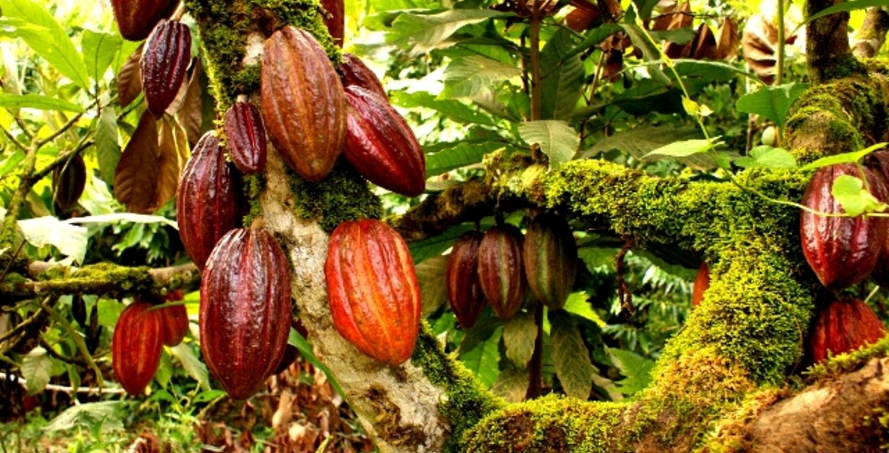 A-Cocoa-Plantation